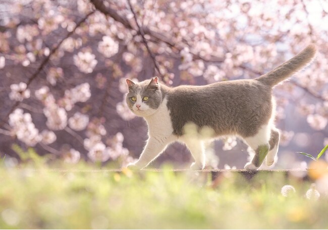 【取材のお願い】猫の殺処分ゼロを目指す公益財団法人どうぶつ基金に宮崎県が感謝状を贈呈！3月25日に贈呈式実施。