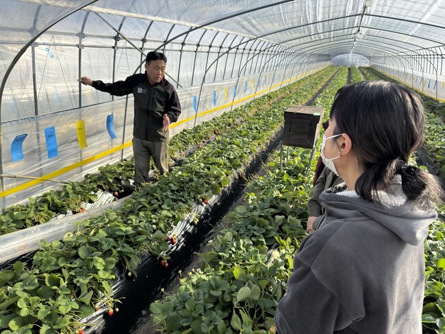 “いちご農家の仕事に触れる一日”が育てた鉾田市への想い チイオシ鉾田市農業体験プロジェクト いちごの農業体験を実施