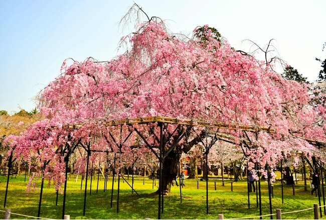 「京都の四季を味わう神山湧水珈琲会」~桜香る 春のカフェ体験~ を開催