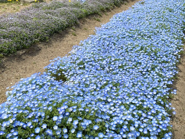 やまと花ごよみ2026「はるいろマルシェin馬見チューリップ」を開催します！