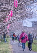 堤防沿いの桜並木 堤防沿いの桜並木