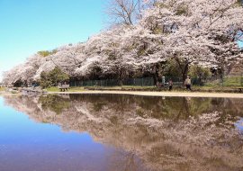 水面に映る桜並木 水面に映る桜並木