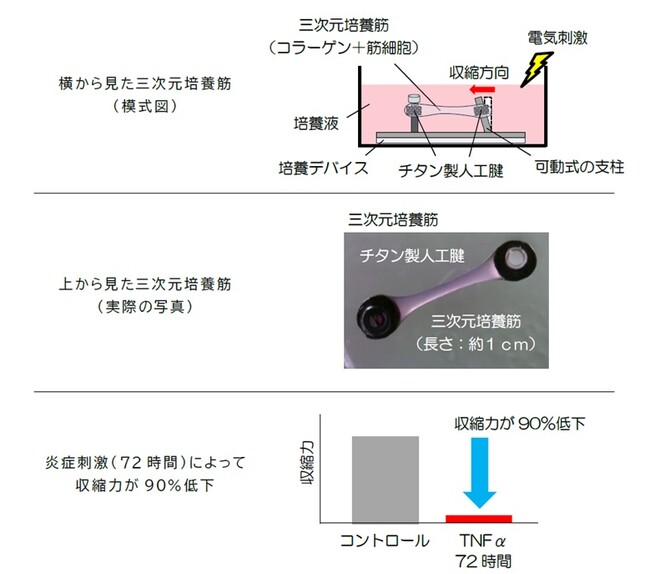 神戸学院大学×大阪工業大学 炎症が筋力を弱める仕組みの一端を明らかに
