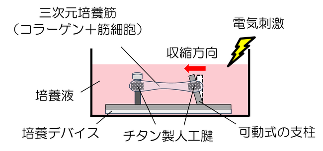 【大阪工業大学】炎症が筋力を弱める仕組みの一端を明らかに