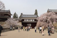 春爛漫！約1,000本の桜が咲き誇る　第23回上田城千本桜まつり　4月4日(土)～12日(日)に開催！！