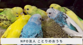 鳥150羽の保護現場と「命に線引きをしない」活動——神奈川・藤沢のNPO「ことりのおうち」と大学生発EAGER BEAVERが期間限定チャリティーアパレルコラボ
