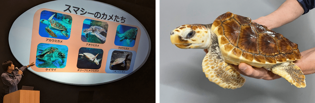 【神戸須磨シーワールド】 ４月19 日は 『飼育（しいく）の日』　特別レクチャー「スマシーのカメのお話」を開催