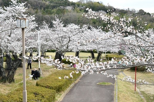 昼と夜で異なる桜の風情が楽しめる「摂津峡さくら祭り」が高槻市で開催