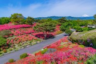 小室山公園つつじ観賞会～小室山公園を彩る真っ赤な絨毯～