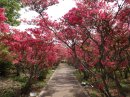 つつじのトンネル つつじのトンネル