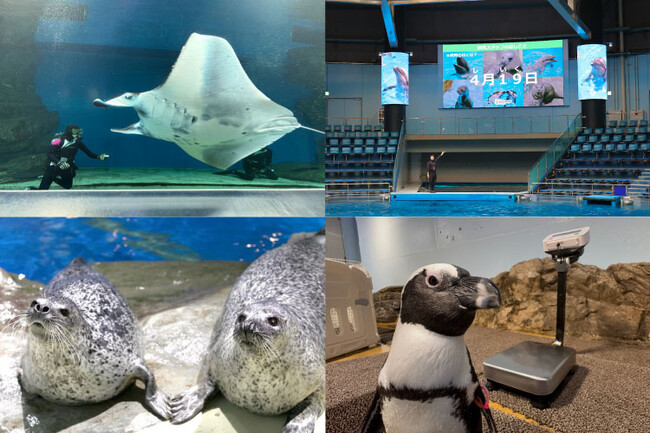 【マクセル アクアパーク品川】“飼育の日(４月１９日)”をきっかけに、水族館のヒミツをのぞいてみよう！飼育スタッフの仕事や水族館の役割を楽しく学ぶ、発見いっぱいの１４日間。「飼育の日ウィーク」