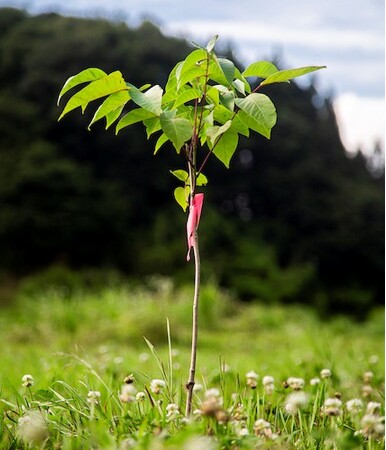 漆の植栽を通じて福島・阿武隈の里山再生へグリーンコープと「阿武隈牛の背ウルシぷろじぇくと」が連携開始