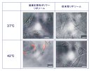 (図2) (図2)