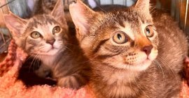 大阪さくらねこの会 大阪さくらねこの会