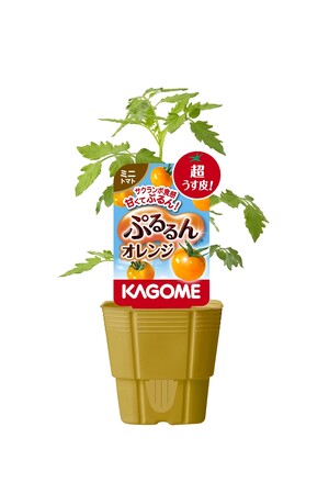 カゴメオリジナル品種家庭園芸用苗(2026年シーズン)の販売開始