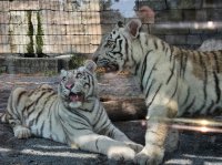 いよいよ明日３／２８（土）、東武動物公園に「VR BASE TOKYO TOBU ZOO」がグランドオープン！