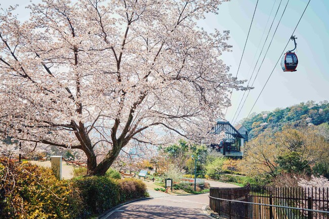 神戸の山上に登場する「山桜のある風景」。神戸布引ハーブ園の約100本の「山桜」が間もなく見ごろを迎えます。「彩るガーデン」「神戸の景色」が織りなすエレガントなロケーションでお花見をお楽しみいただけます