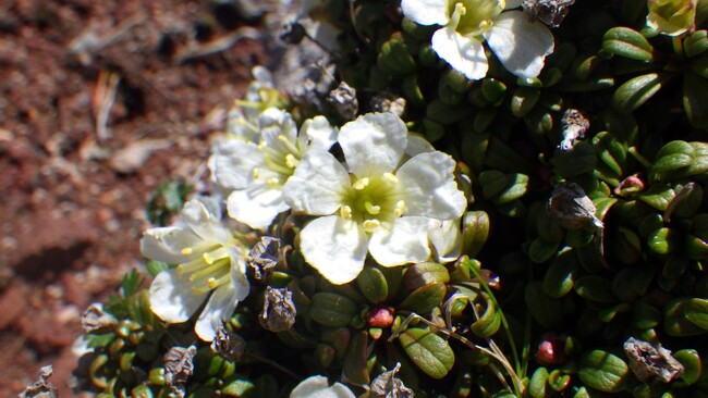 ごくわずかな量の高山植物の花サンプルから新たに開発した手法により多様なフェノール化合物の構造決定に成功