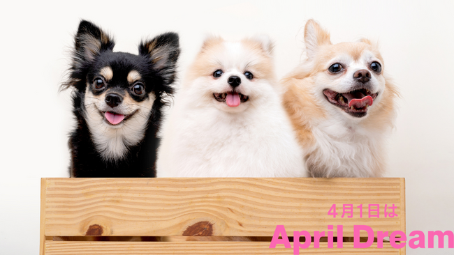 「犬を通して、人々を幸せに。」飼育放棄や殺処分ゼロを目指し、『犬のしつけリテラシー』の向上で犬と人が一生涯寄り添える社会へ、東京DOGSが挑みます