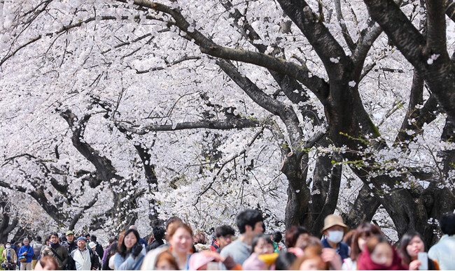 おおがわら桜まつり実行委員会・タイムズ２４、宮城県大河原町「おおがわら桜まつり」の特設駐車場運営に「タイムズパーキング キャラバン」を初導入