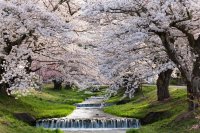 福島県猪苗代町「猪苗代桜周遊バス」4月18日運行開始！観音寺川の桜並木・亀ヶ城公園・土津神社など桜の名所を巡る
