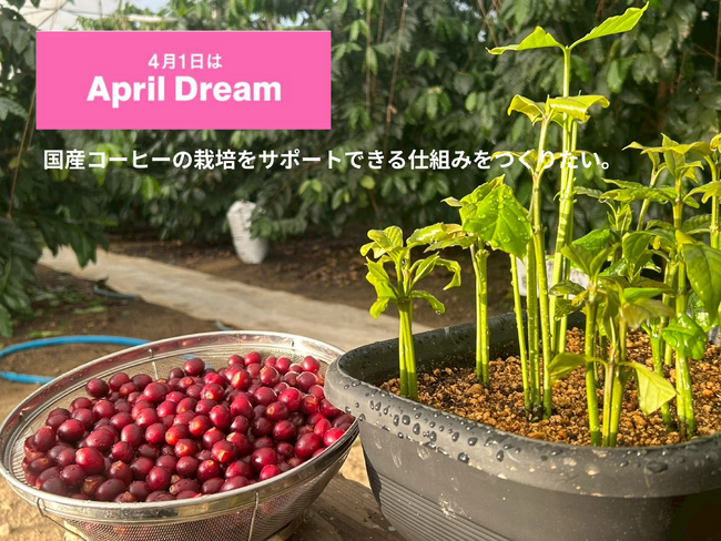 国産コーヒーオーナー制度を開始(500円/月~)