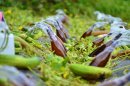 ヘチマ化粧水も自宅で楽しめる