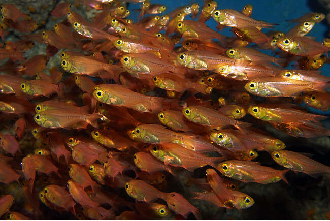【沖縄美ら海水族館】「盗んだタンパク質」で光る魚 キンメモドキを展示開始