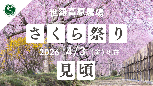 【広島/世羅】〈桜〉と〈菜の花〉が見ごろを迎えています さくら祭り《世羅高原農場》