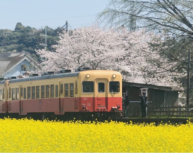 【千葉県市原市】桜と菜の花開花状況をSNS・ウェブサイトで紹介