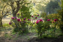 4月は希少な牡丹の開花リレー 4月は希少な牡丹の開花リレー