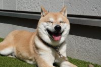 愛犬と一緒に暮らしたい高齢者が増加　愛犬と暮らせるサ高住の問い合わせが昨対比約1.4倍に増加