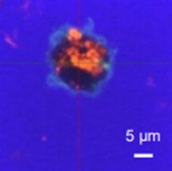 軽症から中等症の花粉症症状の緩和が確認された「乳酸菌Lacticaseibacillus paracasei KW3110」がヒト樹状細胞において免疫調整に関わるIL-12産生を誘導する仕組みを解明