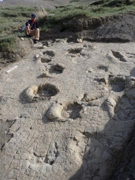 足跡化石が残された地層面。丸い穴は竜脚類、3本指の跡は獣脚類の足跡 足跡化石が残された地層面。丸い穴は竜脚類、3本指の跡は獣脚類の足跡