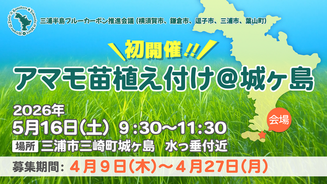 三浦半島4市1町ブルーカーボンプロジェクト「アマモ苗植付イベント@城ヶ島」開催！