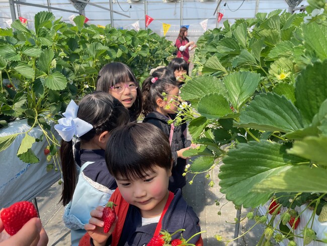 【名古屋】大好きないちごを「あげるね」と分け合う子どもたち!英語の保育園が育てる思いやりの心