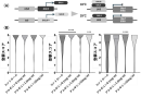 図2 MFN2ノックダウンショウジョウバエにおけるアルギニンの運動機能(A)実験系の模式図。nSyb-GAL4および温度感受性GAL80(GAL80ts)を用いた発現制御系により、成虫期において神経特異的にMFN2相同遺伝子(Marf)をノックダウンした。18℃ではGAL80によりGAL4活性が抑制されるが、29℃へ温度シフトすることでGAL80の抑制が解除され、Marf RNAiの発現が誘導される。 (B)登攀スコアの経時的変化。day3、day11、day17において運動機能(登攀能力)を評価した。day3では有意差を認めなかったが、day11では0.1 mg/mLおよび10 mg/mLのアルギニン投与群で有意な改善を認めた。day17では1 mg/mL群で最も顕著な改善を認めた。データは分布(バイオリンプロット)として示す。*p<0.05、***p<0.001、****p<0.0001。 図2 MFN2ノックダウンショウジョウバエにおけるアルギニンの運動機能(A)実験系の模式図。nSyb-GAL4および温度感受性GAL80(GAL80ts)を用いた発現制御系により、成虫期において神経特異的にMFN2相同遺伝子(Marf)をノックダウンした。18℃ではGAL80によりGAL4活性が抑制されるが、29℃へ温度シフトすることでGAL80の抑制が解除され、Marf RNAiの発現が誘導される。 (B)登攀スコアの経時的変化。day3、day11、day17において運動機能(登攀能力)を評価した。day3では有意差を認めなかったが、day11では0.1 mg/mLおよび10 mg/mLのアルギニン投与群で有意な改善を認めた。day17では1 mg/mL群で最も顕著な改善を認めた。データは分布(バイオリンプロット)として示す。*p<0.05、***p<0.001、****p<0.0001。