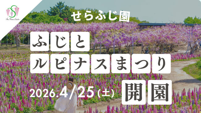 【広島／世羅】約1,000本のふじと彩り豊かなルピナスが咲き広がる花園「ふじとルピナスまつり」4月25日OPEN！《せらふじ園》