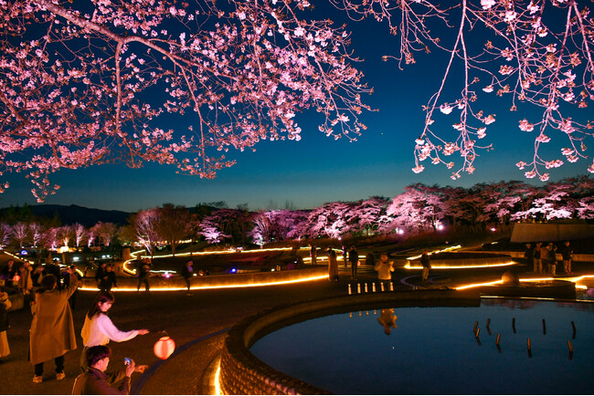 夜桜ライトアップ『みちのく花明かり』開催中（国営みちのく杜の湖畔公園）