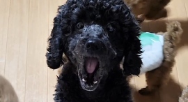 TikTok「吉田家」の〝しゃべる犬〟いちごちゃん、はーーいとお返事する総集編動画公開 TikTok「吉田家」の〝しゃべる犬〟いちごちゃん、はーーいとお返事する総集編動画公開