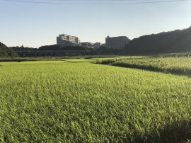 ユーカリが丘の田んぼ