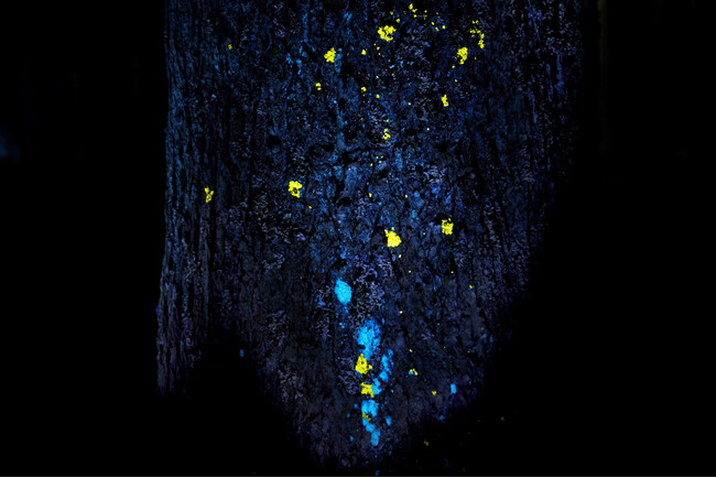 チームラボ、千葉・養老渓谷の夜の野外アート展『チームラボ 養老渓谷』4月17日(金)オープン。長い年月をかけて自然が作り上げた渓谷が、人々の存在で変化するアート空間に。作品群の全貌を公開。
