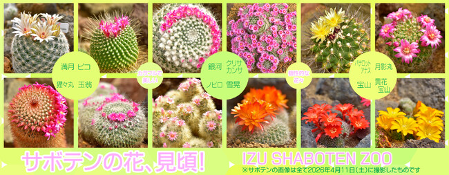 カラフルで美しいサボテンの花が「シャボテン温室」で見頃に！春から初夏にかけて、伊豆シャボテン動物公園ならではの光景が楽しめる