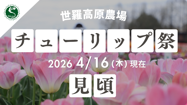 【広島/世羅】チューリップが見ごろを迎えています チューリップ祭《世羅高原農場》