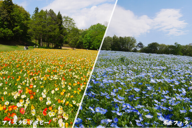 ～春爛漫の花景色～アイスランドポピー・ネモフィラ見頃です（国営武蔵丘陵森林公園）