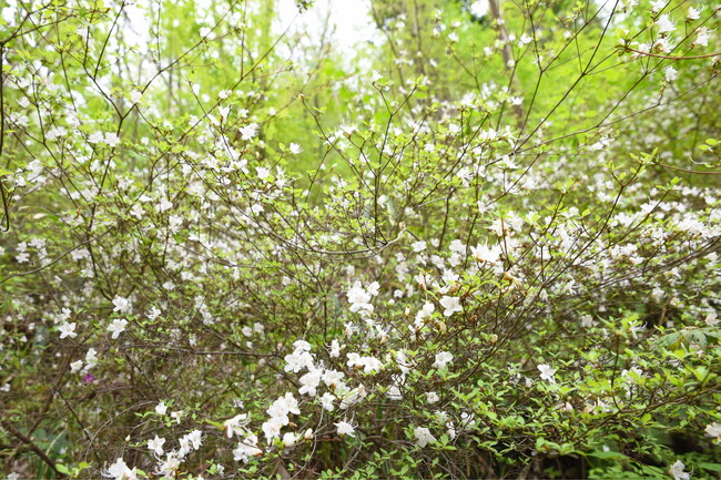 白く可憐なお出迎え シロバナウンゼンツツジ / 兵庫県川西市