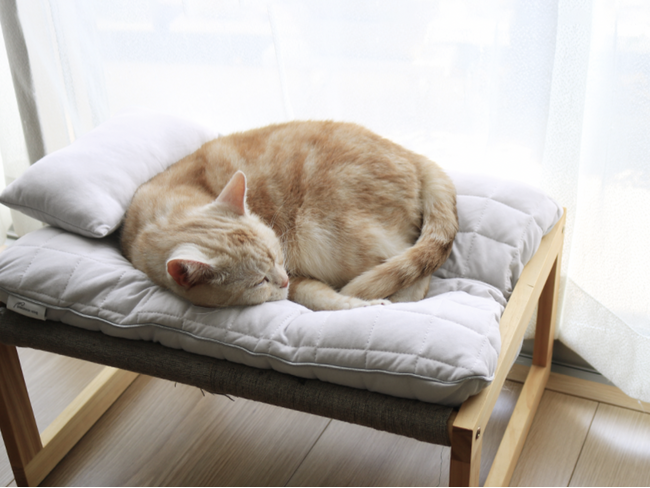 猫の暮らしも、もっと豊かに。ライフスタイルブランド「bon moment」に、ペットアイテムライン「bon moment cat」が誕生！
