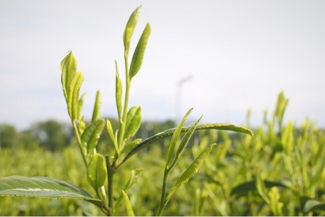 【狭山市】2026年狭山新茶のシーズン到来！狭山市で露地ものの新茶摘みが始まる