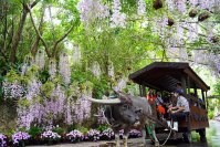 らんの花祭りうりずん2026～らんの舞～開催