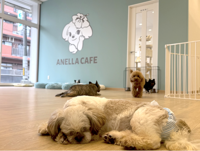 【岐阜初上陸】全国26店舗目！保護犬猫×福祉の新しい形「ANELLA CAFE 岐阜土岐店」が4月24日(金)グランドオープン！